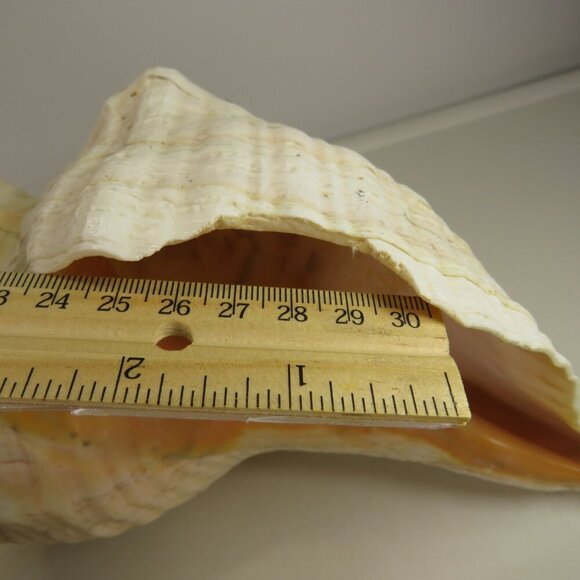 Real Sea Shell 15" long Horse Conch cream & peach coloring Coastal - Picture 14 of 15